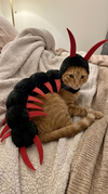 Kitty Costume For Halloween TH10 171105