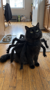 Kitty Costume For Halloween TH10 171105