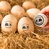 Personalized Chicken Egg Stamp for Farm Fresh Eggs Cute Coop Gift for Homesteaders CH07 910026