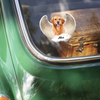 Custom Photo Pet Within Angel Wings Memorial Car Sticker HO82 900984