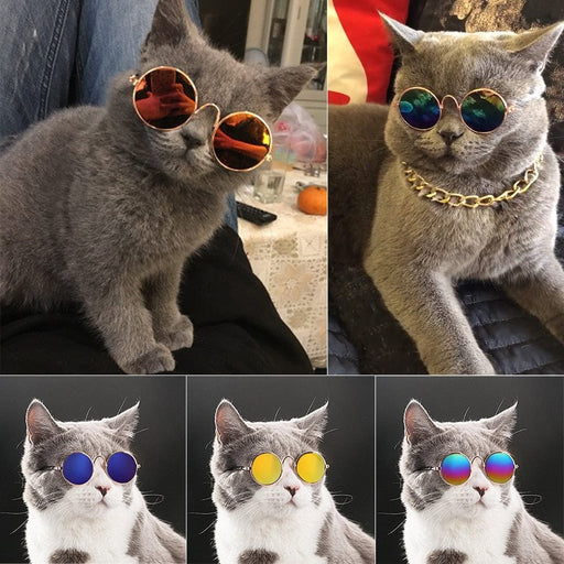 GeckoCustom Cool Funny The Kitten Sunglasses
