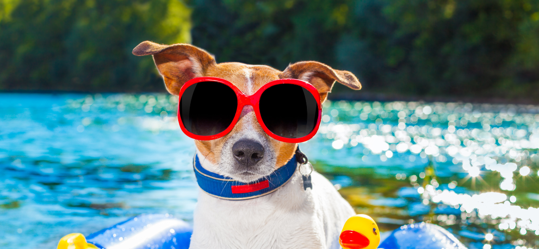 10 Tips to Travel with Dogs in Summer