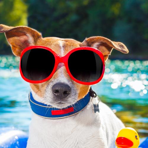 10 Tips to Travel with Dogs in Summer
