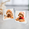 Custom Photo In loving Memory Dog Memorial Wooden & Acrylic Photo Block Set HA75 892700