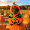 Funny Halloween Dog Costume, Devil Ghost Witch Pumpkin Bat Costume for Dogs HO82 903984