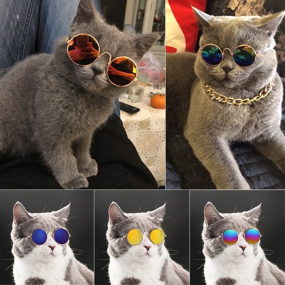 GeckoCustom Cool Funny The Kitten Sunglasses