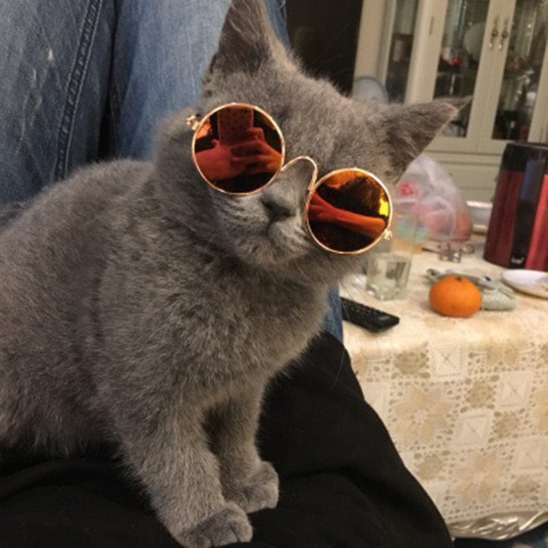 GeckoCustom Cool Funny The Kitten Sunglasses