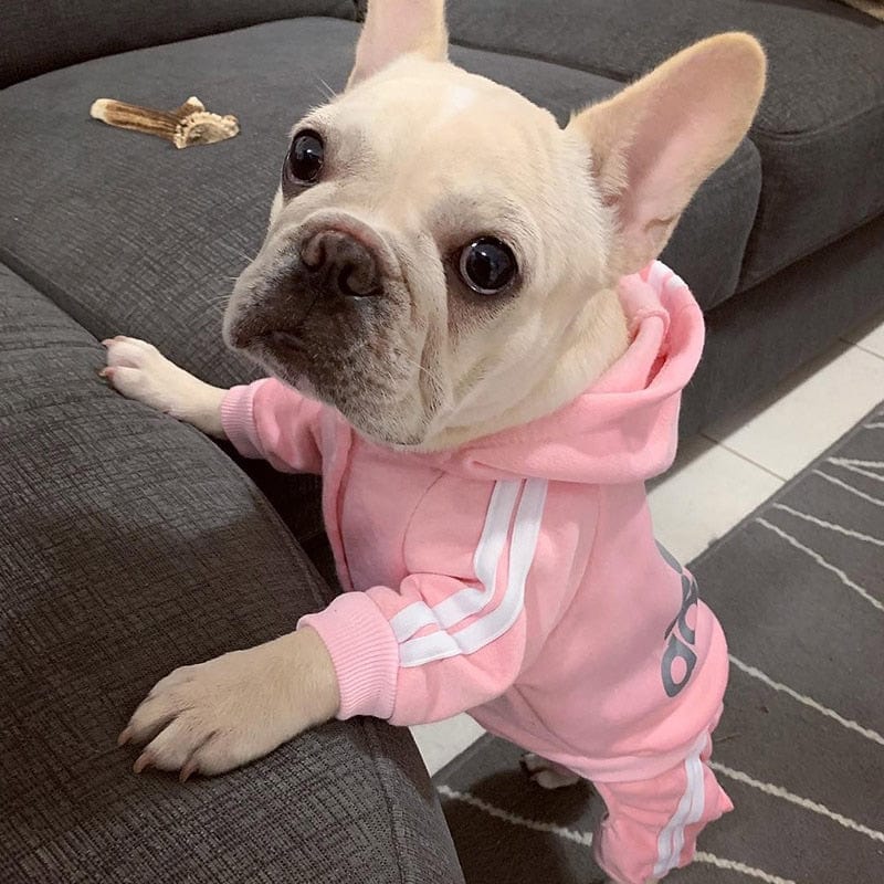 GeckoCustom New Pet Dog Clothes Spring Dog Hoodies Coat Letter Cute Small Dogs Chihuahua Pug Yorkshire Puppy Pet Hoodie Cat Clothing XXL