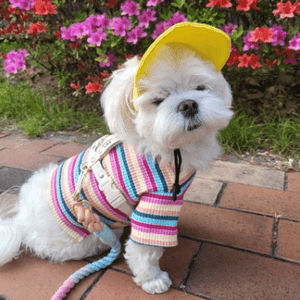 GeckoCustom Pet Baseball Caps Cute Dog Sun Hats